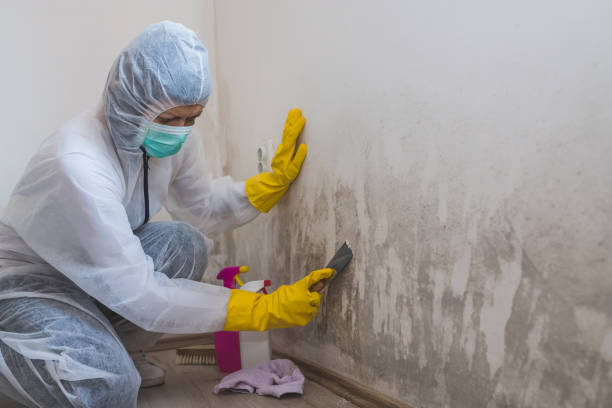 Best Mold Removal for HVAC Installations  in Mango, FL