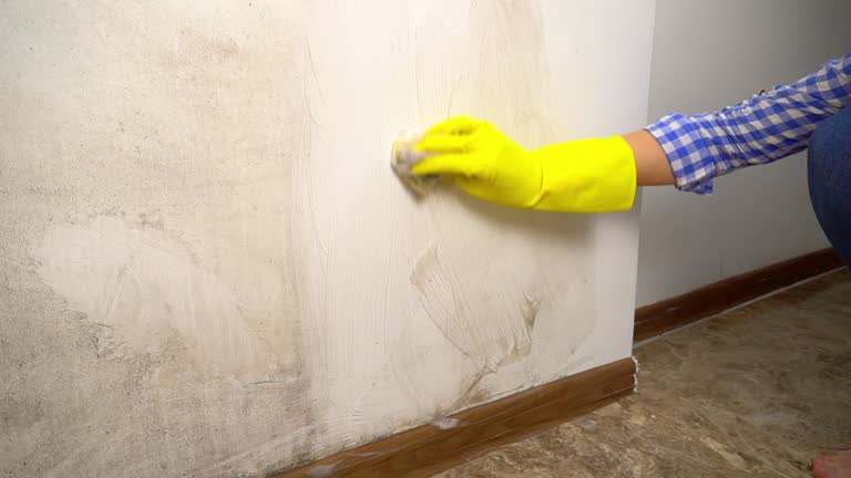 Best Mold Prevention Services  in Mango, FL